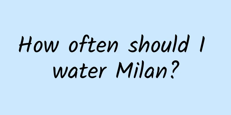 How often should I water Milan?