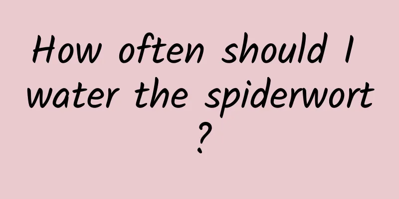 How often should I water the spiderwort?