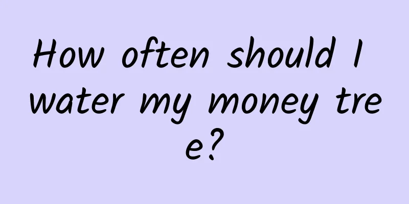 How often should I water my money tree?