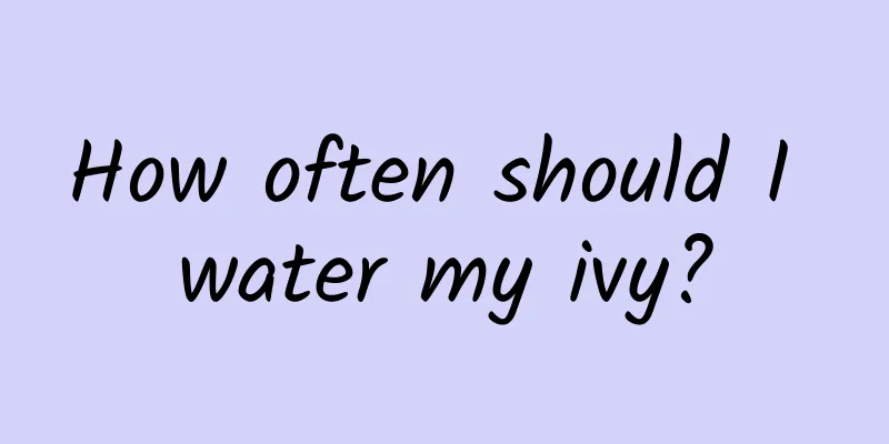 How often should I water my ivy?