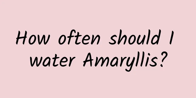 How often should I water Amaryllis?