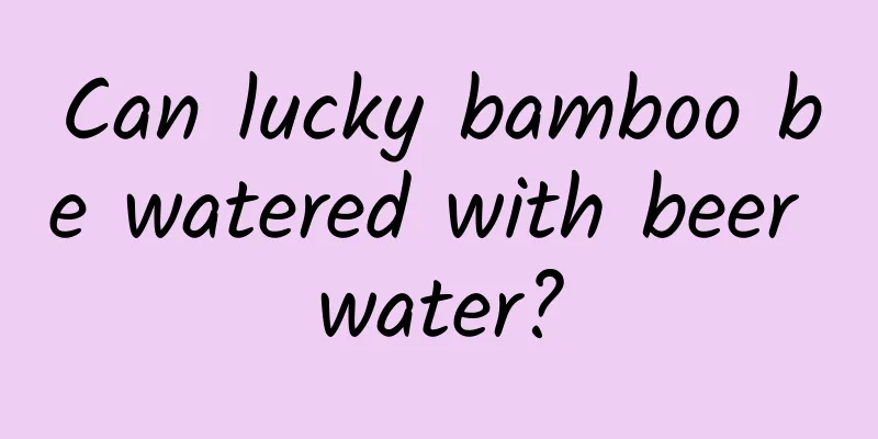 Can lucky bamboo be watered with beer water?