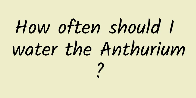 How often should I water the Anthurium?