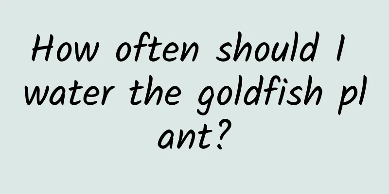 How often should I water the goldfish plant?