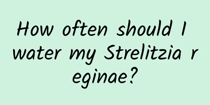 How often should I water my Strelitzia reginae?