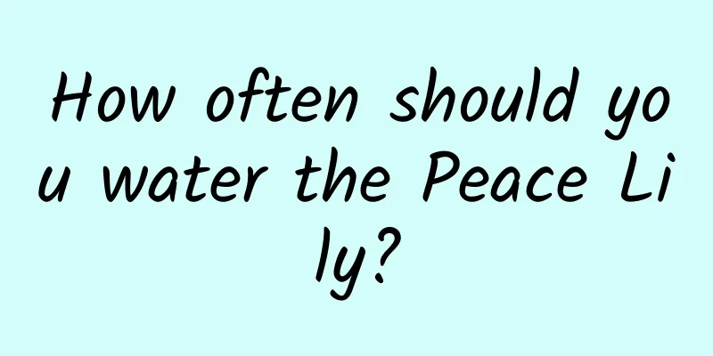 How often should you water the Peace Lily?