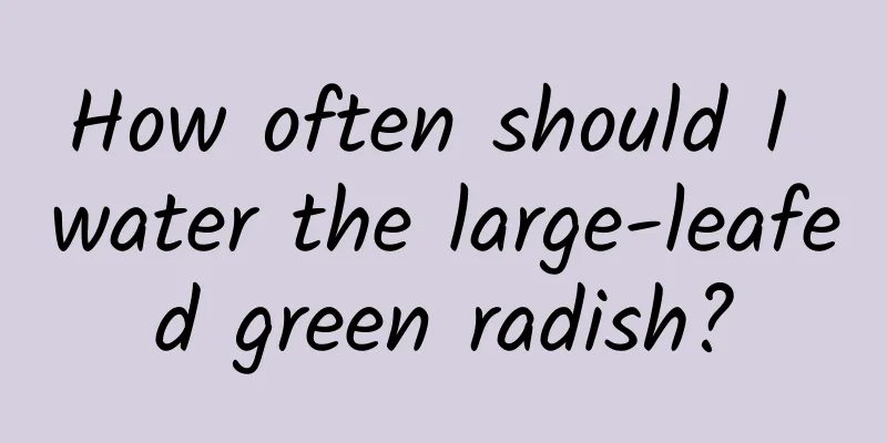 How often should I water the large-leafed green radish?