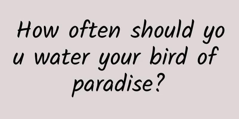 How often should you water your bird of paradise?