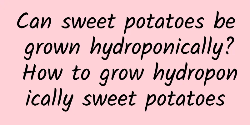 Can sweet potatoes be grown hydroponically? How to grow hydroponically sweet potatoes