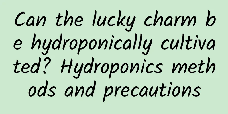 Can the lucky charm be hydroponically cultivated? Hydroponics methods and precautions