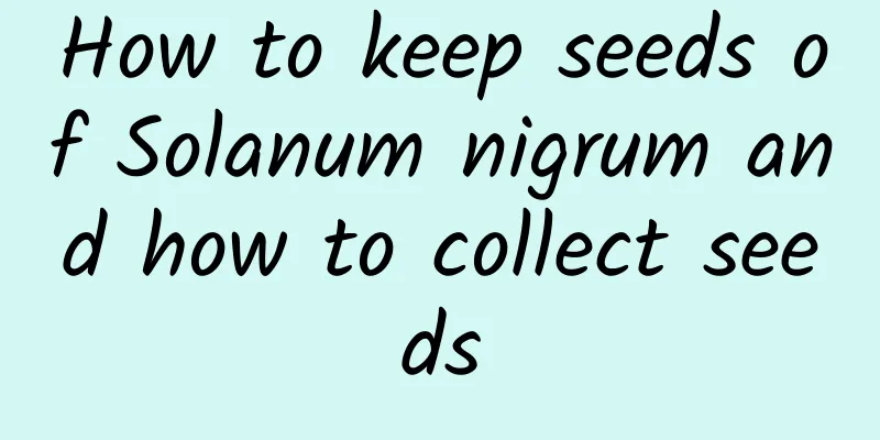 How to keep seeds of Solanum nigrum and how to collect seeds