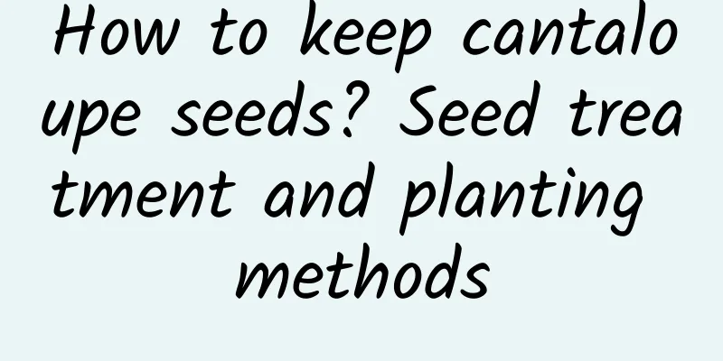 How to keep cantaloupe seeds? Seed treatment and planting methods