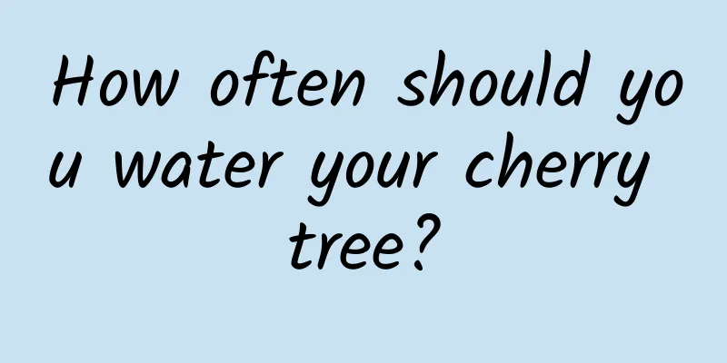 How often should you water your cherry tree?