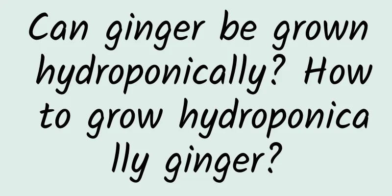 Can ginger be grown hydroponically? How to grow hydroponically ginger?