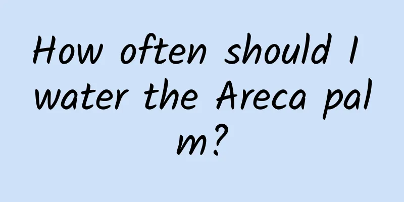 How often should I water the Areca palm?