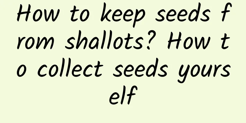 How to keep seeds from shallots? How to collect seeds yourself