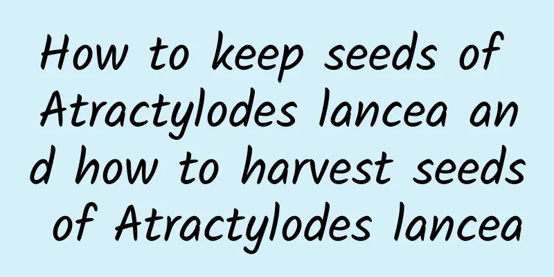 How to keep seeds of Atractylodes lancea and how to harvest seeds of Atractylodes lancea
