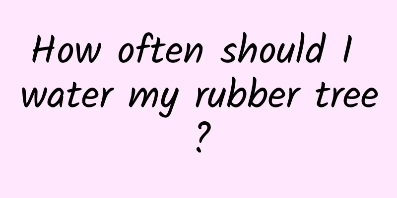 How often should I water my rubber tree?