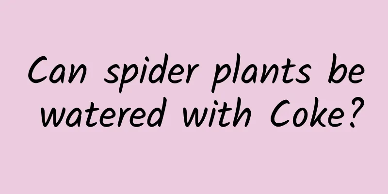 Can spider plants be watered with Coke?
