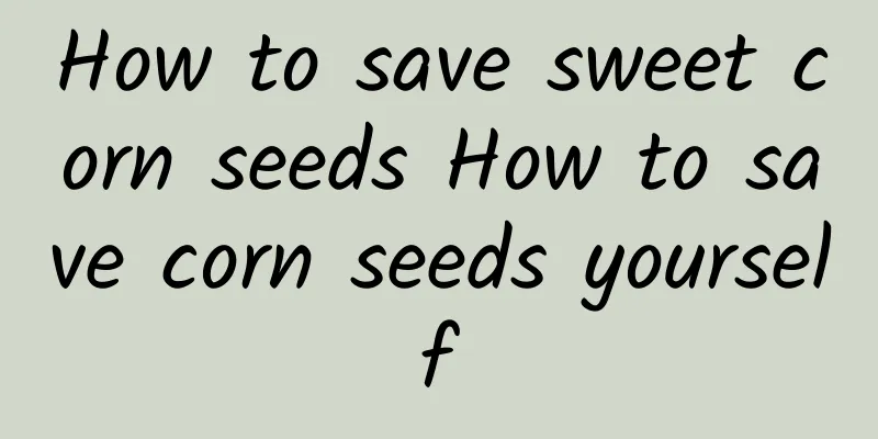 How to save sweet corn seeds How to save corn seeds yourself