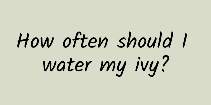 How often should I water my ivy?