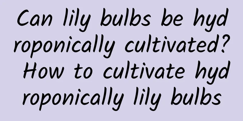 Can lily bulbs be hydroponically cultivated? How to cultivate hydroponically lily bulbs