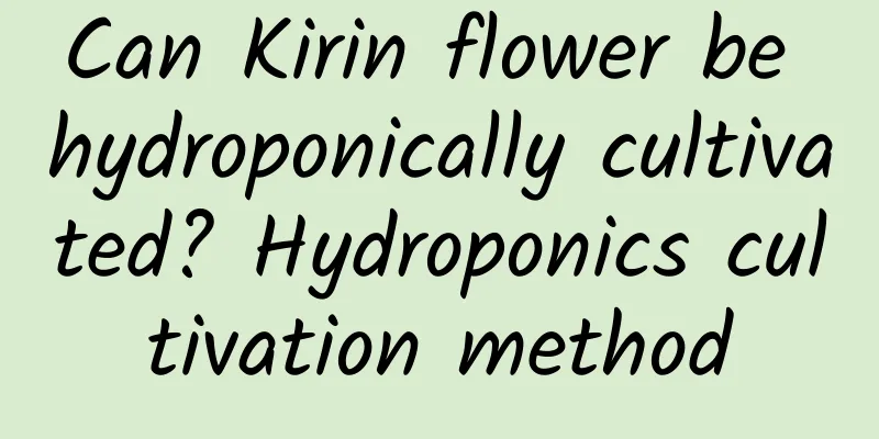 Can Kirin flower be hydroponically cultivated? Hydroponics cultivation method