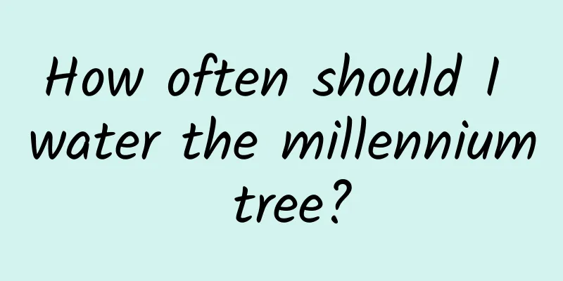 How often should I water the millennium tree?