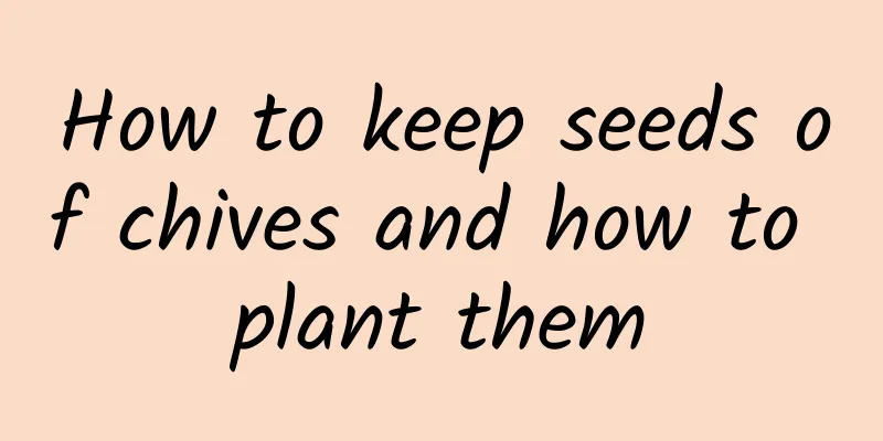 How to keep seeds of chives and how to plant them