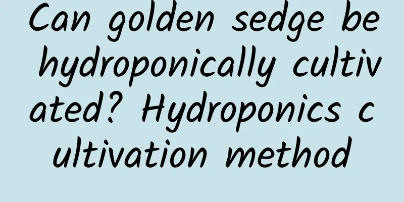 Can golden sedge be hydroponically cultivated? Hydroponics cultivation method