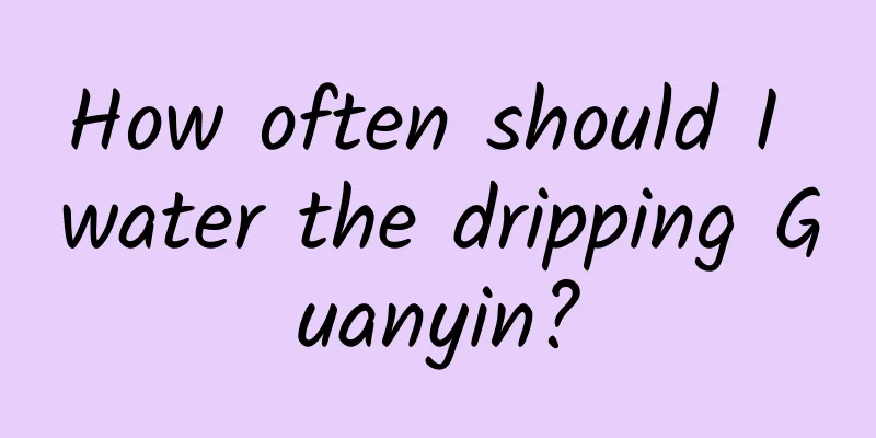 How often should I water the dripping Guanyin?