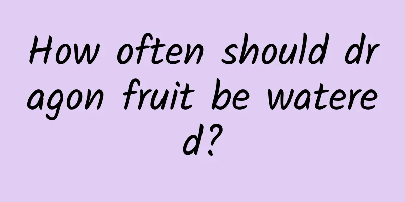 How often should dragon fruit be watered?