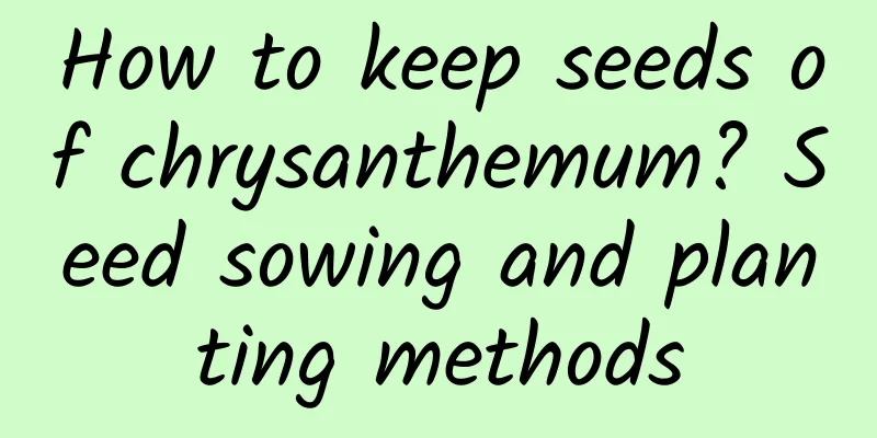 How to keep seeds of chrysanthemum? Seed sowing and planting methods