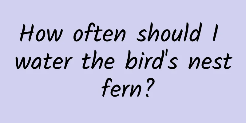 How often should I water the bird's nest fern?