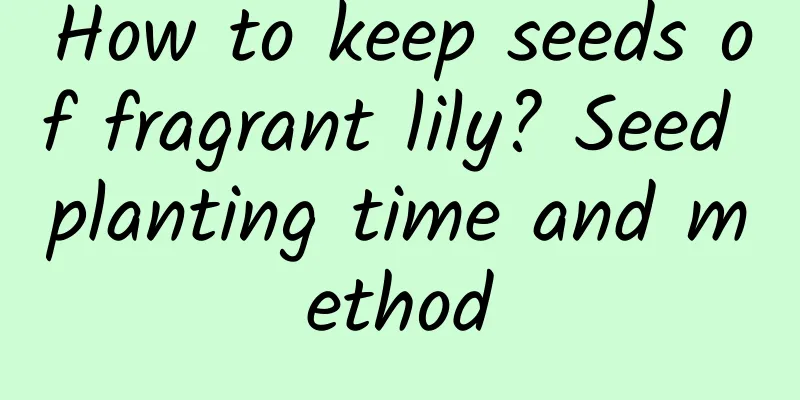 How to keep seeds of fragrant lily? Seed planting time and method