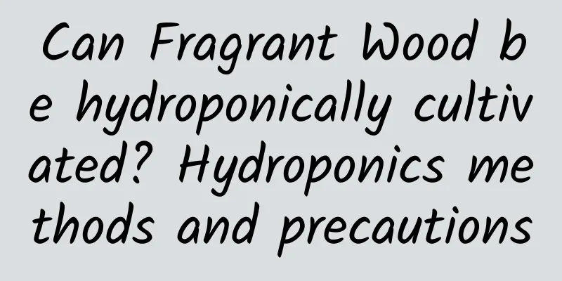 Can Fragrant Wood be hydroponically cultivated? Hydroponics methods and precautions