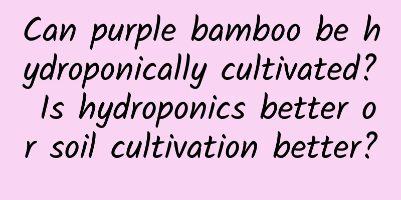 Can purple bamboo be hydroponically cultivated? Is hydroponics better or soil cultivation better?