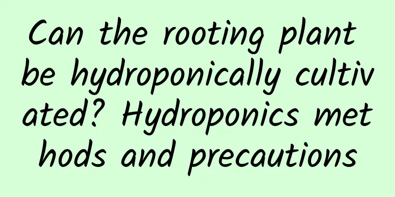 Can the rooting plant be hydroponically cultivated? Hydroponics methods and precautions