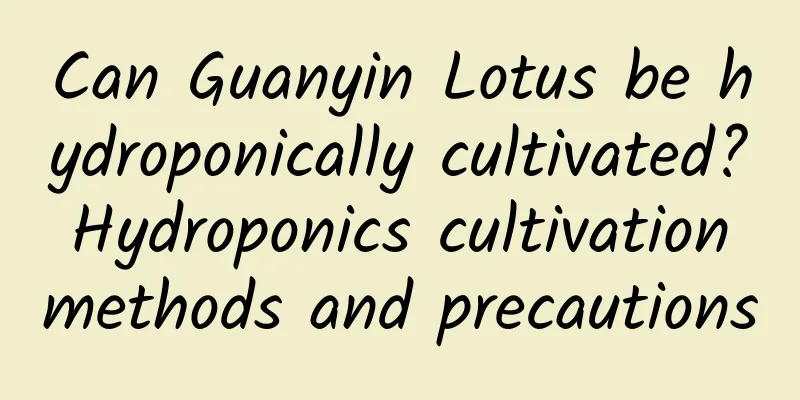 Can Guanyin Lotus be hydroponically cultivated? Hydroponics cultivation methods and precautions