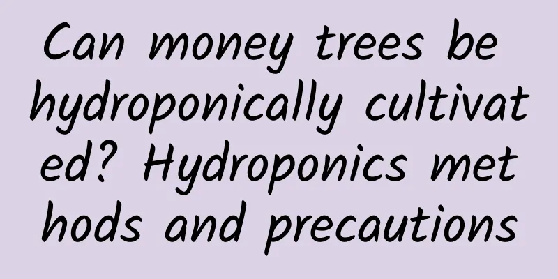 Can money trees be hydroponically cultivated? Hydroponics methods and precautions