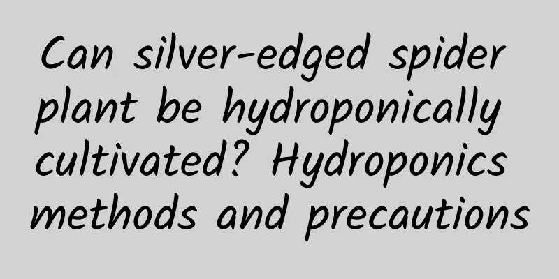 Can silver-edged spider plant be hydroponically cultivated? Hydroponics methods and precautions
