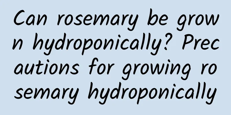 Can rosemary be grown hydroponically? Precautions for growing rosemary hydroponically