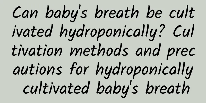 Can baby's breath be cultivated hydroponically? Cultivation methods and precautions for hydroponically cultivated baby's breath