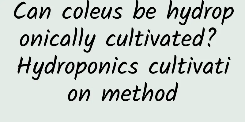 Can coleus be hydroponically cultivated? Hydroponics cultivation method