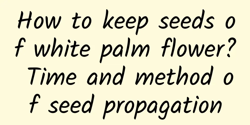 How to keep seeds of white palm flower? Time and method of seed propagation