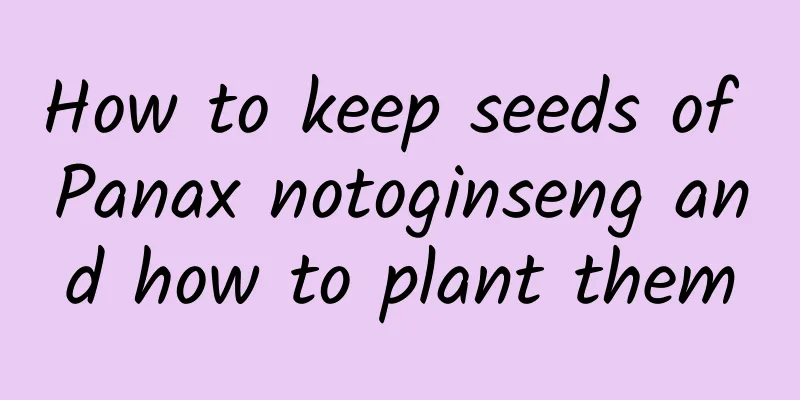 How to keep seeds of Panax notoginseng and how to plant them