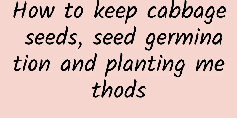 How to keep cabbage seeds, seed germination and planting methods