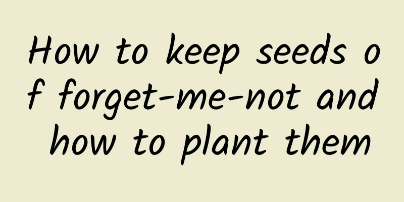 How to keep seeds of forget-me-not and how to plant them