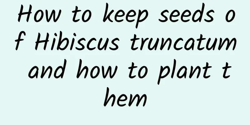How to keep seeds of Hibiscus truncatum and how to plant them