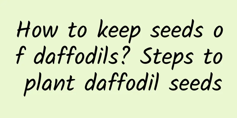 How to keep seeds of daffodils? Steps to plant daffodil seeds